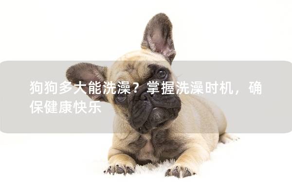 狗狗多大能洗澡？掌握洗澡时机，确保健康快乐