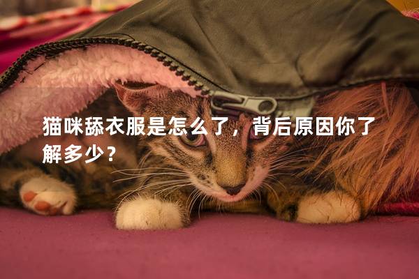 猫咪舔衣服是怎么了，背后原因你了解多少？