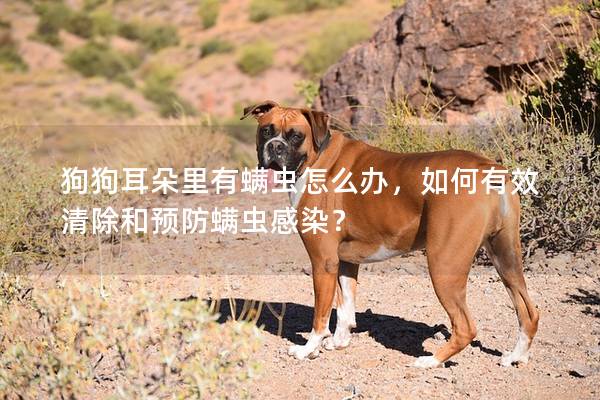 狗狗耳朵里有螨虫怎么办，如何有效清除和预防螨虫感染？