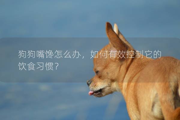 狗狗嘴馋怎么办，如何有效控制它的饮食习惯？