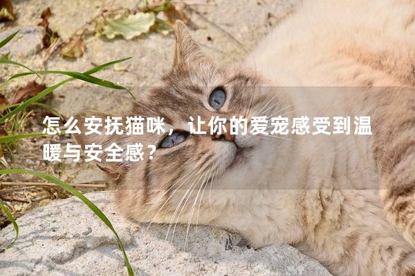 怎么安抚猫咪，让你的爱宠感受到温暖与安全感？