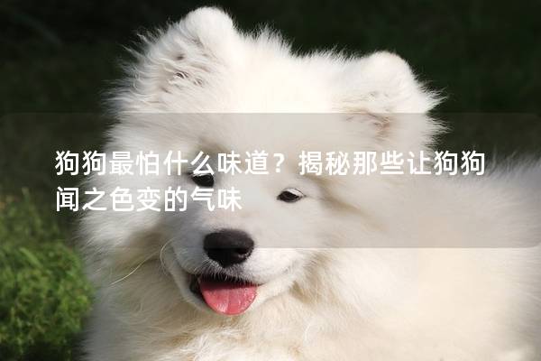 狗狗最怕什么味道？揭秘那些让狗狗闻之色变的气味
