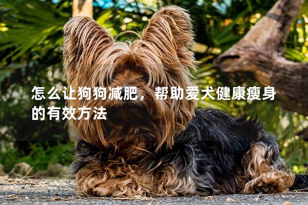 怎么让狗狗减肥，帮助爱犬健康瘦身的有效方法