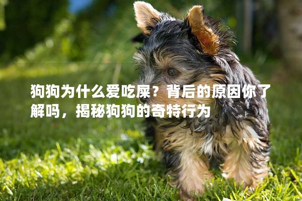 狗狗为什么爱吃屎？背后的原因你了解吗，揭秘狗狗的奇特行为