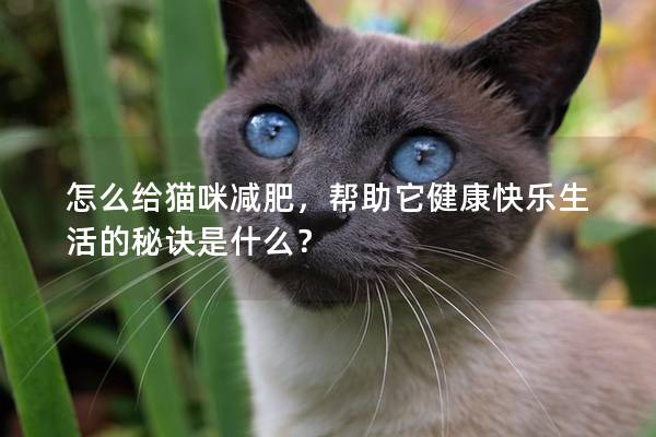 怎么给猫咪减肥，帮助它健康快乐生活的秘诀是什么？