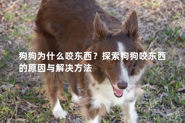 狗狗为什么咬东西？探索狗狗咬东西的原因与解决方法