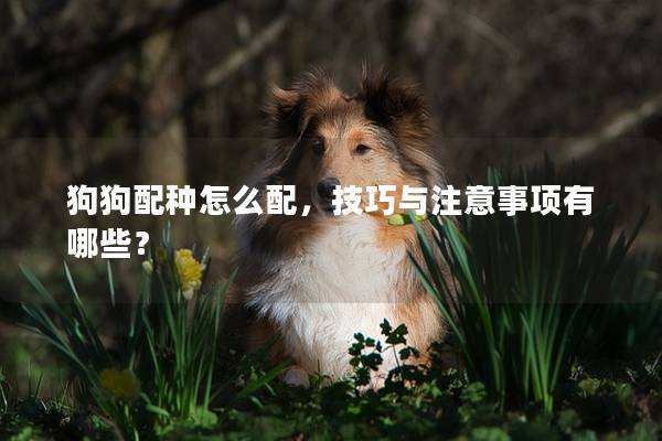 狗狗配种怎么配，技巧与注意事项有哪些？