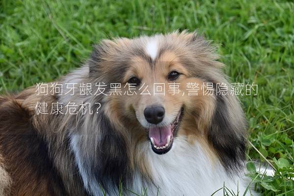 狗狗牙龈发黑怎么回事,警惕隐藏的健康危机？