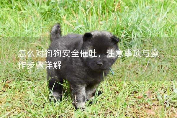 怎么对狗狗安全催吐，注意事项与操作步骤详解