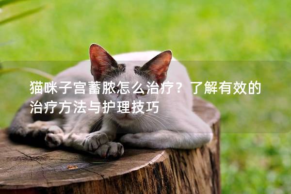 猫咪子宫蓄脓怎么治疗？了解有效的治疗方法与护理技巧