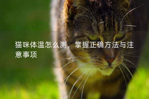 猫咪体温怎么测，掌握正确方法与注意事项