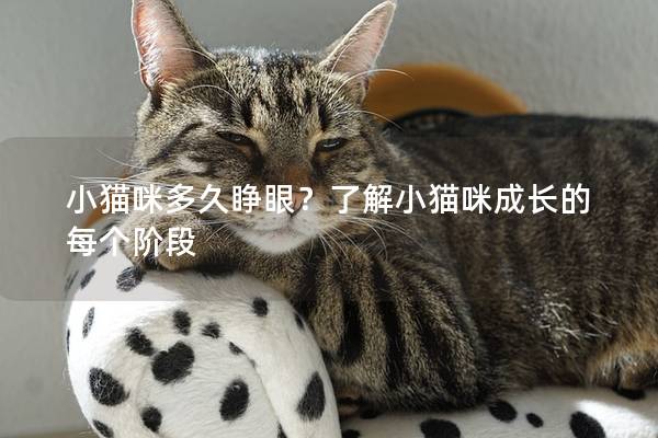 小猫咪多久睁眼？了解小猫咪成长的每个阶段