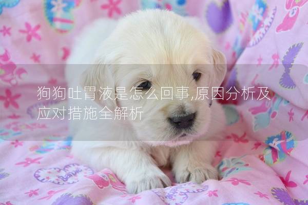 狗狗吐胃液是怎么回事,原因分析及应对措施全解析