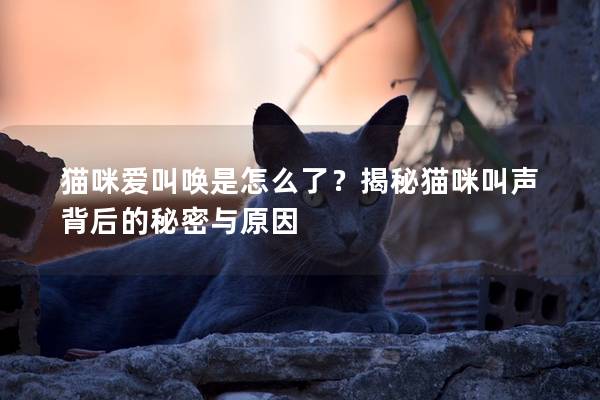 猫咪爱叫唤是怎么了？揭秘猫咪叫声背后的秘密与原因