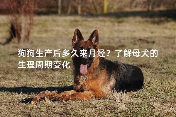 狗狗生产后多久来月经？了解母犬的生理周期变化