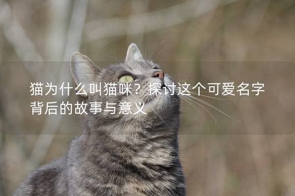 猫为什么叫猫咪？探讨这个可爱名字背后的故事与意义