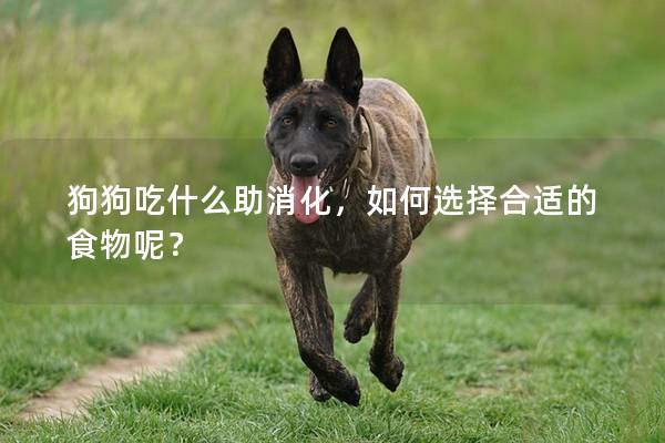 狗狗吃什么助消化，如何选择合适的食物呢？