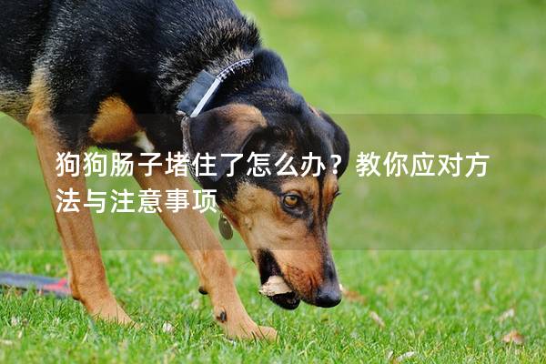 狗狗肠子堵住了怎么办？教你应对方法与注意事项