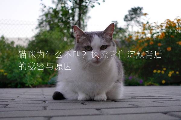 猫咪为什么不叫？探究它们沉默背后的秘密与原因