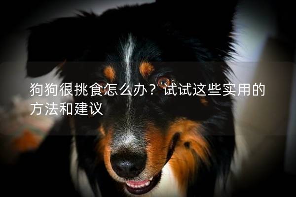 狗狗很挑食怎么办？试试这些实用的方法和建议
