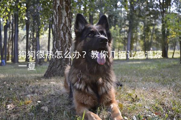 狗狗很热怎么办？教你几招让它清凉一夏