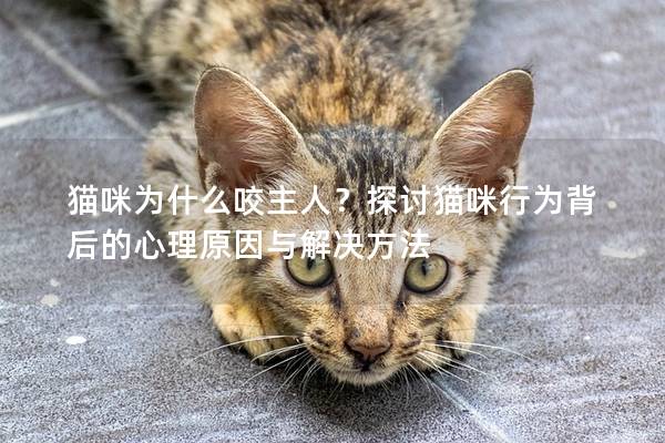 猫咪为什么咬主人？探讨猫咪行为背后的心理原因与解决方法