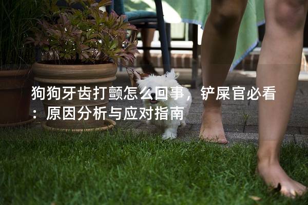 狗狗牙齿打颤怎么回事，铲屎官必看：原因分析与应对指南