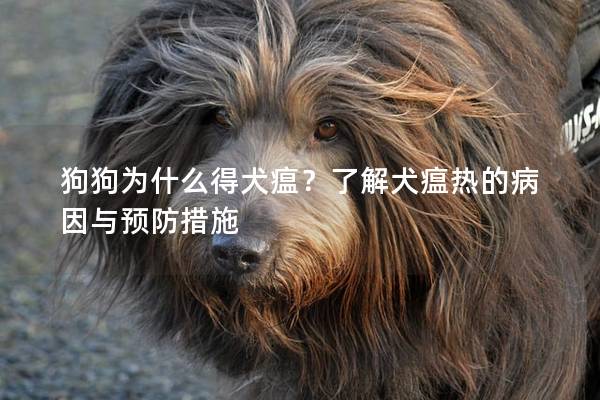 狗狗为什么得犬瘟？了解犬瘟热的病因与预防措施