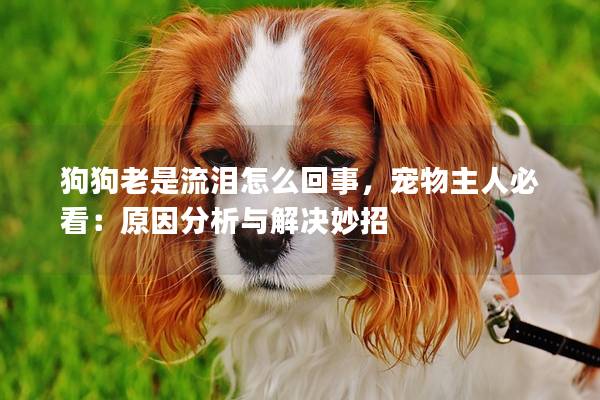 狗狗老是流泪怎么回事，宠物主人必看：原因分析与解决妙招