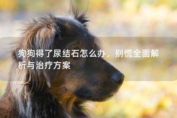 狗狗得了尿结石怎么办，别慌全面解析与治疗方案