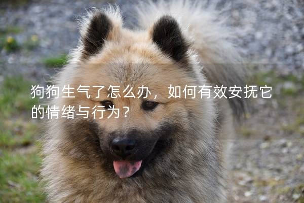 狗狗生气了怎么办，如何有效安抚它的情绪与行为？