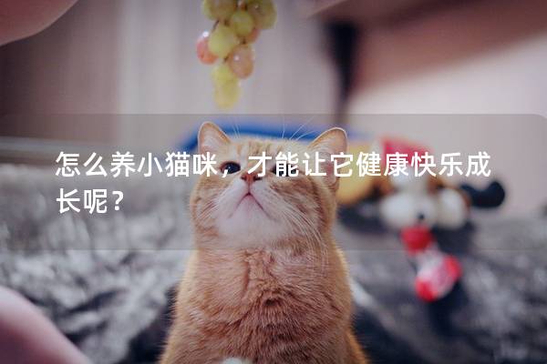 怎么养小猫咪，才能让它健康快乐成长呢？