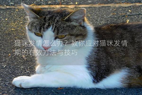 猫咪发情怎么办？教你应对猫咪发情期的有效方法与技巧
