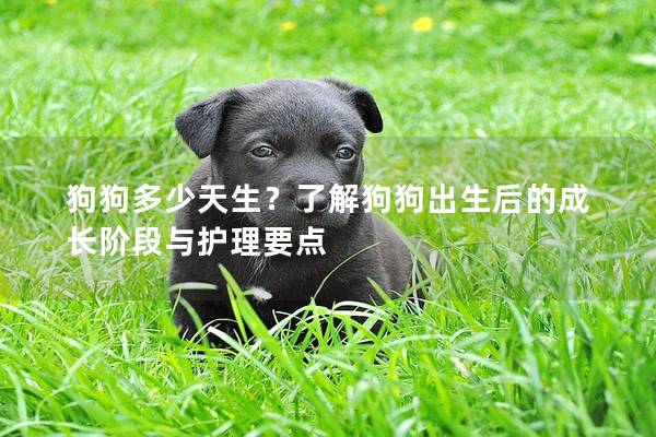 狗狗多少天生？了解狗狗出生后的成长阶段与护理要点