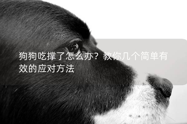 狗狗吃撑了怎么办？教你几个简单有效的应对方法