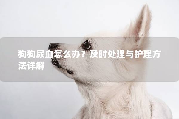 狗狗尿血怎么办？及时处理与护理方法详解