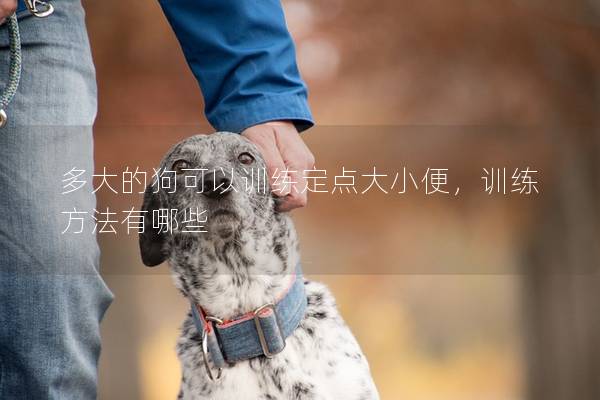多大的狗可以训练定点大小便，训练方法有哪些