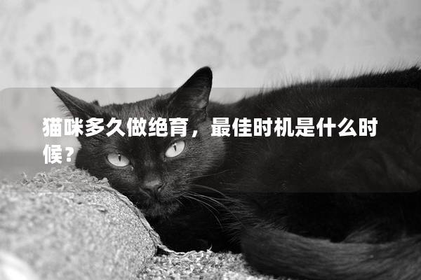 猫咪多久做绝育，最佳时机是什么时候？
