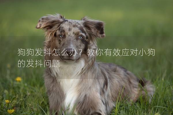 狗狗发抖怎么办？教你有效应对小狗的发抖问题