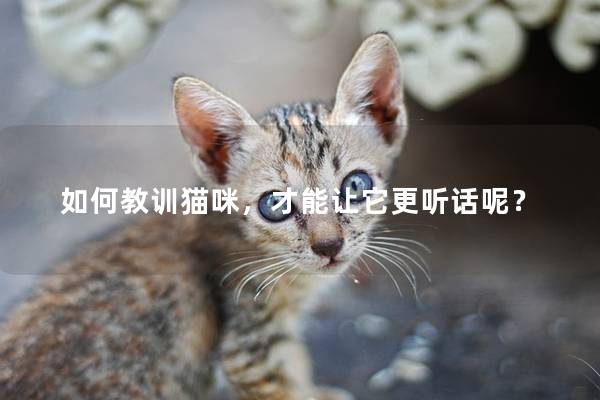 如何教训猫咪，才能让它更听话呢？