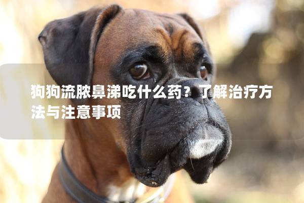 狗狗流脓鼻涕吃什么药？了解治疗方法与注意事项