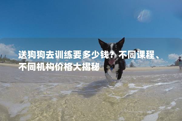送狗狗去训练要多少钱？不同课程、不同机构价格大揭秘