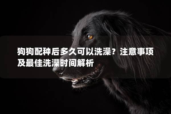 狗狗配种后多久可以洗澡？注意事项及最佳洗澡时间解析