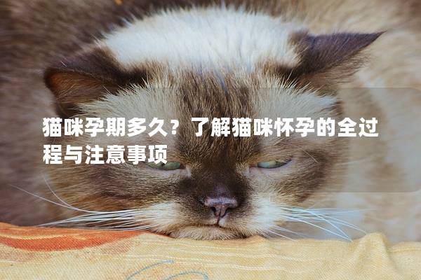 猫咪孕期多久？了解猫咪怀孕的全过程与注意事项