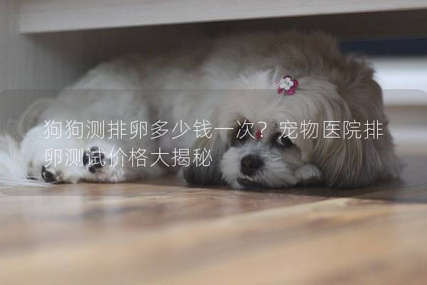 狗狗测排卵多少钱一次？宠物医院排卵测试价格大揭秘