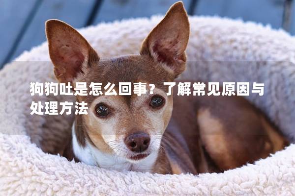 狗狗吐是怎么回事？了解常见原因与处理方法