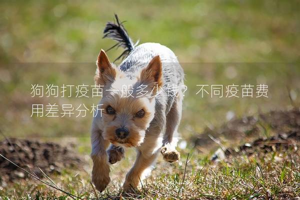 狗狗打疫苗一般多少钱？不同疫苗费用差异分析
