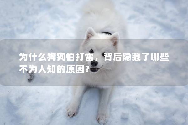 为什么狗狗怕打雷，背后隐藏了哪些不为人知的原因？