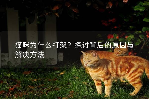 猫咪为什么打架？探讨背后的原因与解决方法