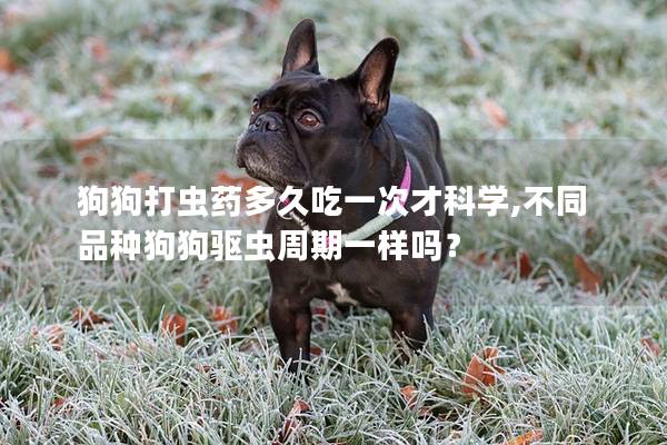 狗狗打虫药多久吃一次才科学,不同品种狗狗驱虫周期一样吗？
